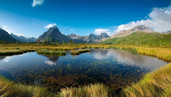 Comment organiser une expédition de plongée pour voir les requins-baleines aux Seychelles : équipements et saisons ?